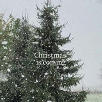 Gift Box — The Special December Box (individually)